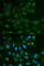 ABO, Alpha 1-3-N-Acetylgalactosaminyltransferase And Alpha 1-3-Galactosyltransferase antibody, A1586, ABclonal Technology, Immunofluorescence image 