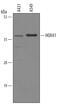 Homeobox A1 antibody, AF5014, R&D Systems, Western Blot image 