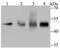 TEA Domain Transcription Factor 4 antibody, NBP2-75680, Novus Biologicals, Western Blot image 