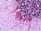 Keratin 23 antibody, 51-749, ProSci, Immunohistochemistry frozen image 