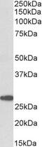 Glucagon Like Peptide 1 Receptor antibody, 43-439, ProSci, Enzyme Linked Immunosorbent Assay image 