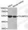 THUMP Domain Containing 3 antibody, A3404, ABclonal Technology, Western Blot image 