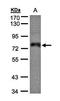 Zinc Finger Protein 7 antibody, orb69725, Biorbyt, Western Blot image 