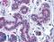AKT Serine/Threonine Kinase 3 antibody, LS-B4825, Lifespan Biosciences, Immunohistochemistry frozen image 