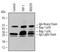 BCL2 Associated Athanogene 1 antibody, MAB852, R&D Systems, Immunoprecipitation image 