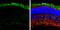 G Protein Subunit Alpha Transducin 2 antibody, GTX114440, GeneTex, Immunohistochemistry frozen image 