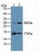 TPPP antibody, LS-C296844, Lifespan Biosciences, Western Blot image 