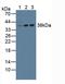 Nucleophosmin 1 antibody, LS-C299132, Lifespan Biosciences, Western Blot image 