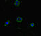 Sorting Nexin 14 antibody, LS-C679578, Lifespan Biosciences, Immunofluorescence image 