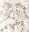 Glutamine And Serine Rich 1 antibody, NBP1-19113, Novus Biologicals, Immunohistochemistry frozen image 