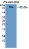 Lipopolysaccharide Binding Protein antibody, LS-C374129, Lifespan Biosciences, Western Blot image 