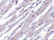 BCL2 Like 13 antibody, 3023, ProSci, Immunohistochemistry frozen image 