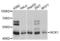 NCK Adaptor Protein 1 antibody, LS-C330807, Lifespan Biosciences, Western Blot image 