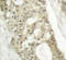 Protein Kinase C Delta antibody, LS-C335913, Lifespan Biosciences, Immunohistochemistry frozen image 