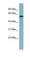 TNF Receptor Associated Factor 3 antibody, orb330547, Biorbyt, Western Blot image 