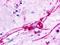 G Protein-Coupled Receptor 84 antibody, NLS343, Novus Biologicals, Immunohistochemistry frozen image 