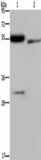 Fibrinogen Like 2 antibody, CSB-PA175167, Cusabio, Western Blot image 