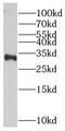 Transmembrane prostate androgen-induced protein antibody, FNab06569, FineTest, Western Blot image 