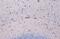 AIF1 antibody, GTX635400, GeneTex, Immunohistochemistry paraffin image 