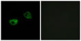 Melatonin Receptor 1A antibody, abx015347, Abbexa, Western Blot image 