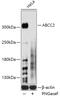 ATP Binding Cassette Subfamily C Member 2 antibody, 23-561, ProSci, Western Blot image 