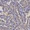 Host Cell Factor C1 antibody, orb135631, Biorbyt, Immunohistochemistry paraffin image 