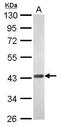 WD Repeat Domain, Phosphoinositide Interacting 1 antibody, PA5-34973, Invitrogen Antibodies, Western Blot image 