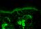 Heat Shock Protein Family D (Hsp60) Member 1 antibody, 11101, QED Bioscience, Immunohistochemistry paraffin image 