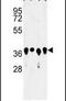 Arginine And Glutamate Rich 1 antibody, PA5-26298, Invitrogen Antibodies, Western Blot image 