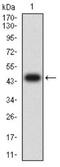 Butyrophilin subfamily 2 member A2 antibody, NBP2-61717, Novus Biologicals, Western Blot image 