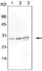 Secretoglobin Family 2A Member 2 antibody, MA1-34561, Invitrogen Antibodies, Western Blot image 