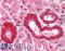 RAD52 Homolog, DNA Repair Protein antibody, LS-B1709, Lifespan Biosciences, Immunohistochemistry frozen image 