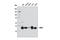 C-Terminal Binding Protein 1 antibody, 8684S, Cell Signaling Technology, Western Blot image 