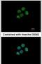 H2A Histone Family Member Y2 antibody, PA5-30648, Invitrogen Antibodies, Immunofluorescence image 