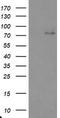 Tigger Transposable Element Derived 1 antibody, CF800135, Origene, Western Blot image 