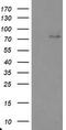 Tigger Transposable Element Derived 1 antibody, CF800135, Origene, Western Blot image 