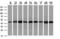 SET Domain Containing 7, Histone Lysine Methyltransferase antibody, LS-C337450, Lifespan Biosciences, Western Blot image 