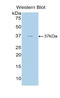 BGP antibody, LS-C295733, Lifespan Biosciences, Western Blot image 