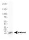 Histone Cluster 2 H3 Family Member D antibody, NB21-1071, Novus Biologicals, Western Blot image 