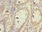 F-box/WD repeat-containing protein 10 antibody, orb354915, Biorbyt, Immunohistochemistry paraffin image 