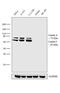 Lamin A/C antibody, MA1-5820, Invitrogen Antibodies, Western Blot image 