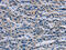 MutS Homolog 5 antibody, CSB-PA914618, Cusabio, Immunohistochemistry paraffin image 