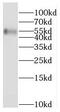 Amidophosphoribosyltransferase antibody, FNab06667, FineTest, Western Blot image 