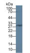 CCAAT Enhancer Binding Protein Delta antibody, LS-C374504, Lifespan Biosciences, Western Blot image 