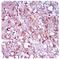 CTD Small Phosphatase Like antibody, MA5-24798, Invitrogen Antibodies, Immunohistochemistry paraffin image 