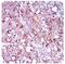 CTD Small Phosphatase Like antibody, MA5-24798, Invitrogen Antibodies, Immunohistochemistry paraffin image 