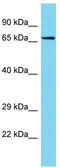 PTGES3L-AARSD1 Readthrough antibody, TA330770, Origene, Western Blot image 