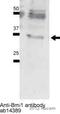 BMI1 Proto-Oncogene, Polycomb Ring Finger antibody, ab14389, Abcam, Western Blot image 
