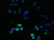 Ring Finger Protein 26 antibody, LS-C376509, Lifespan Biosciences, Immunofluorescence image 
