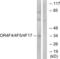 Olfactory Receptor Family 4 Subfamily F Member 4 antibody, LS-C199351, Lifespan Biosciences, Western Blot image 